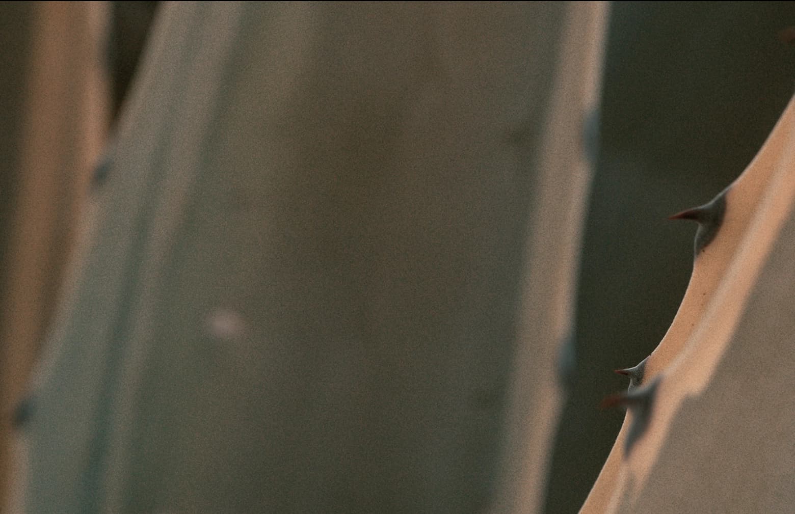 Cactus detail with warm tones