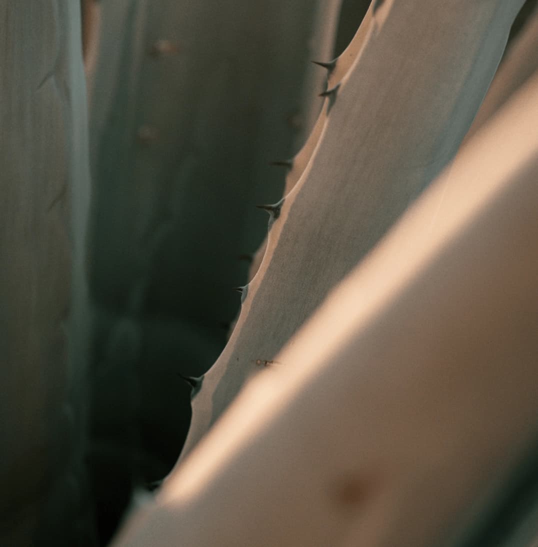 Woman using Fitnexa app with tropical background